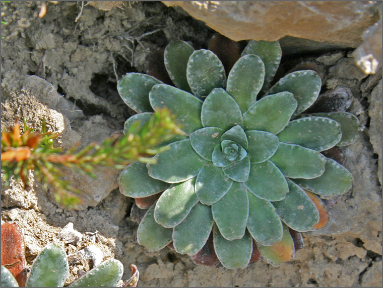 Saxifraga mutata  /  Sassifraga gialla aranciata