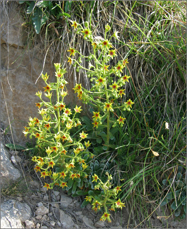 Saxifraga mutata  /  Sassifraga gialla aranciata