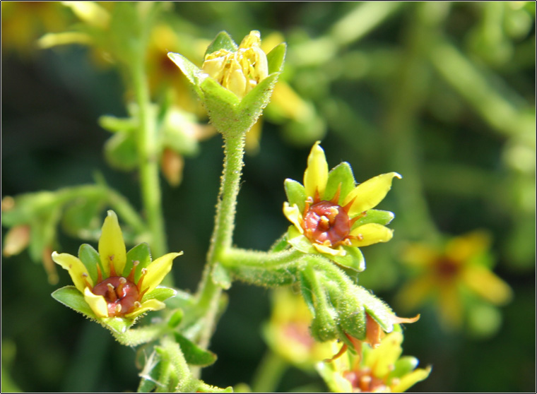 Saxifraga mutata  /  Sassifraga gialla aranciata