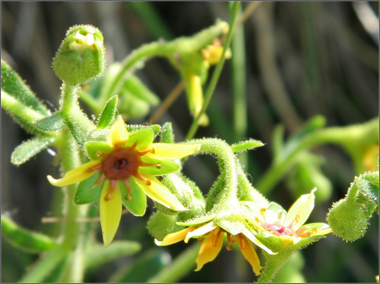 Saxifraga mutata  /  Sassifraga gialla aranciata