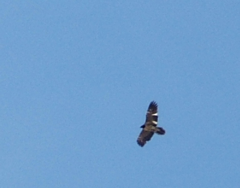 Gipeto - Gypaetus barbatus