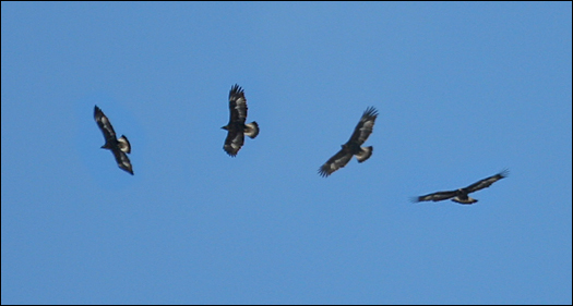 Un volo... Reale