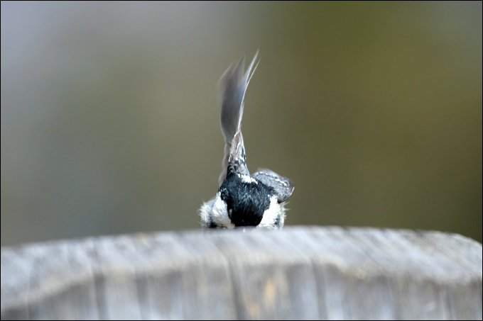 Avifauna humor