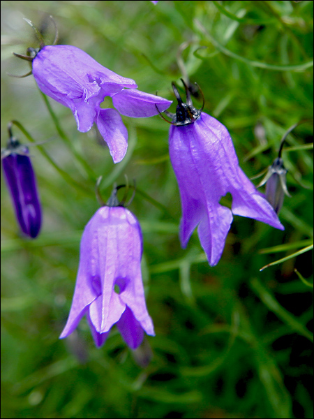 Campanula excisa / Campanula incisa
