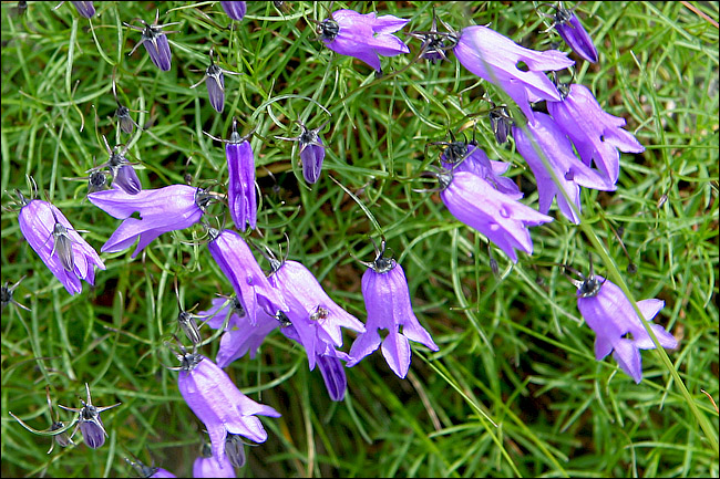 Campanula excisa / Campanula incisa