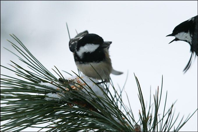 Avifauna humor
