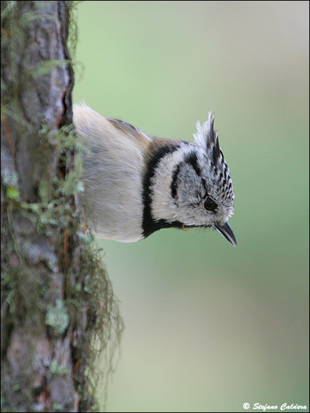 Cincia dal Ciuffo - Lophophanes cristatus