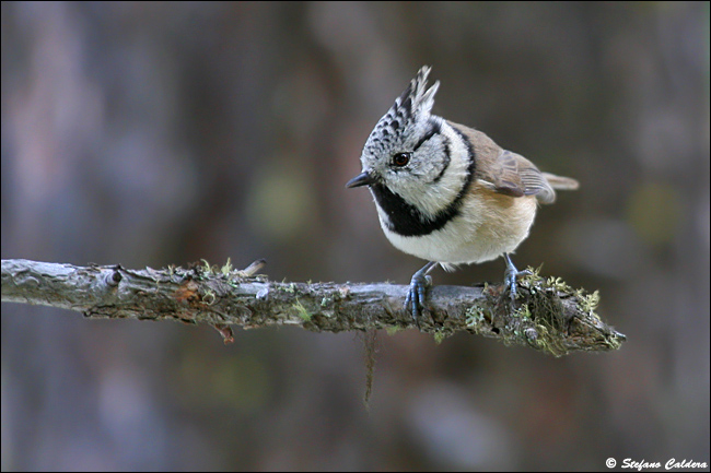 Cincia dal Ciuffo - Lophophanes cristatus