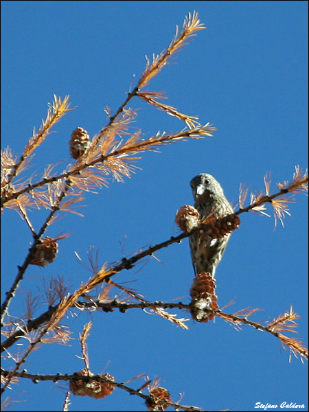 Crociere ?  S !  (Loxia curvirostra)