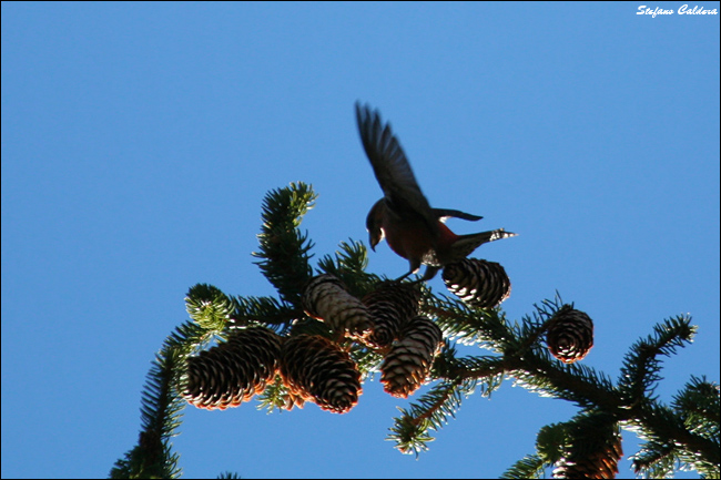 Crociere ?  S !  (Loxia curvirostra)