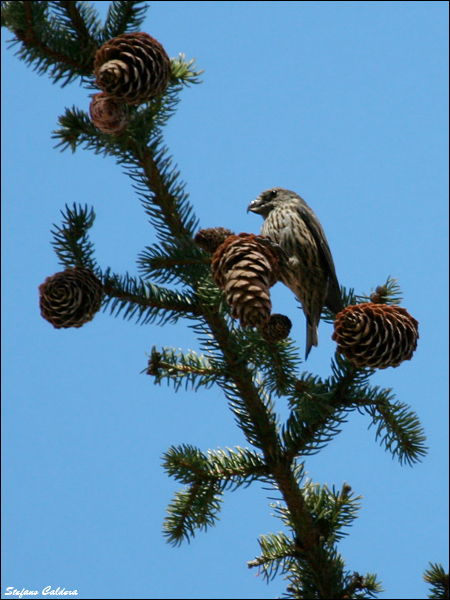 Crociere ?  S !  (Loxia curvirostra)