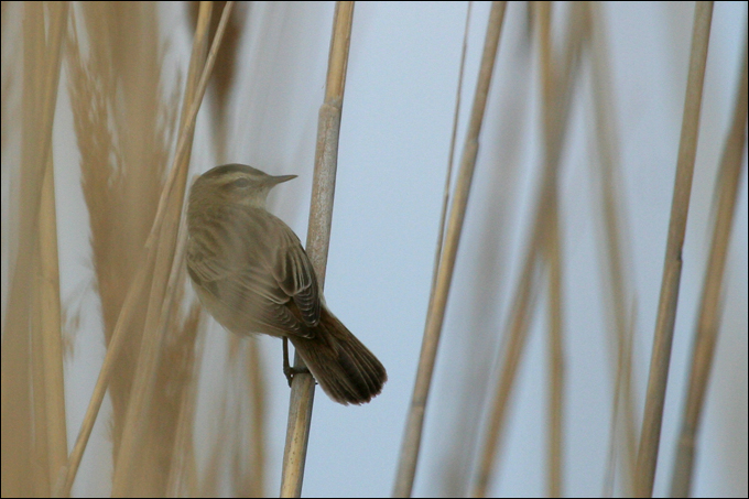 Piccolo reportage dal Neusiedler See