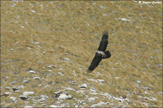 Gipeto - Gypaetus barbatus, in cattivit e in natura