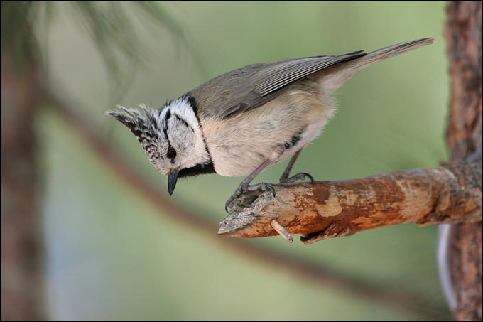 Avifauna humor