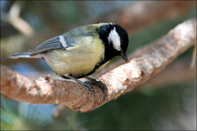 Avifauna humor