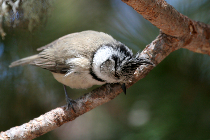 Avifauna humor