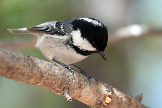 Avifauna humor