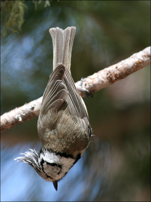 Avifauna humor