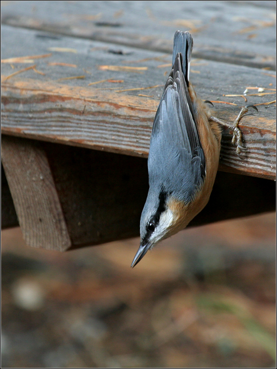 Avifauna humor