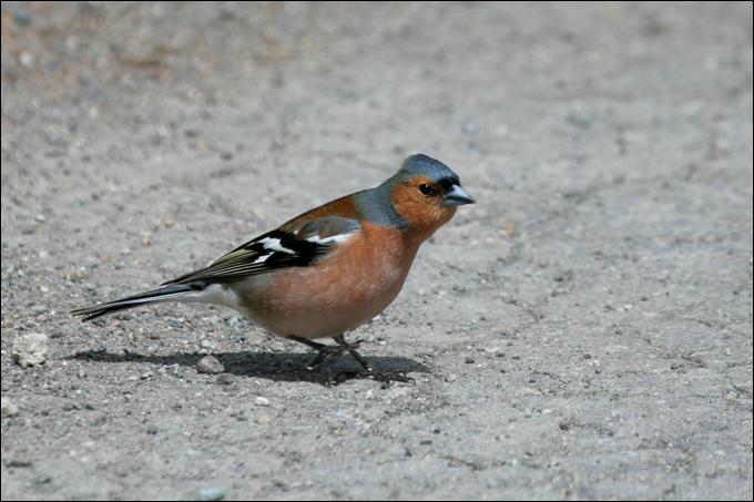 Avifauna humor