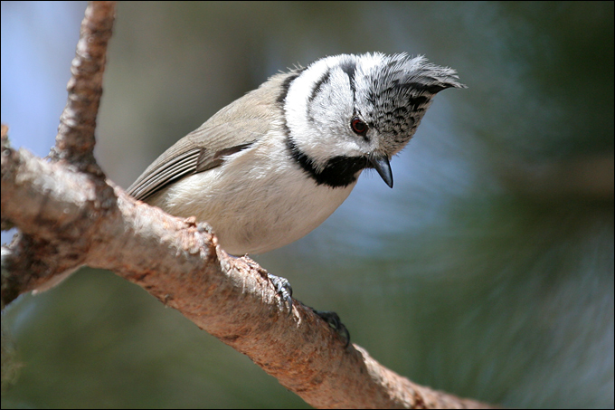 Avifauna humor