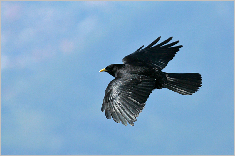 Gracchio alpino / Pyrrhocorax graculus