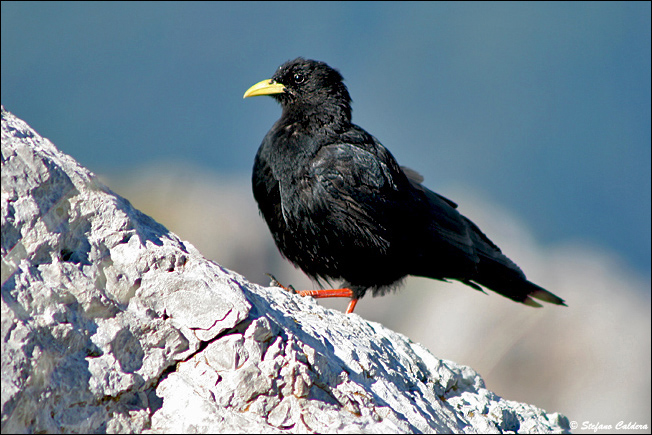 Gracchio alpino / Pyrrhocorax graculus