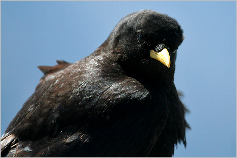 Gracchio alpino / Pyrrhocorax graculus