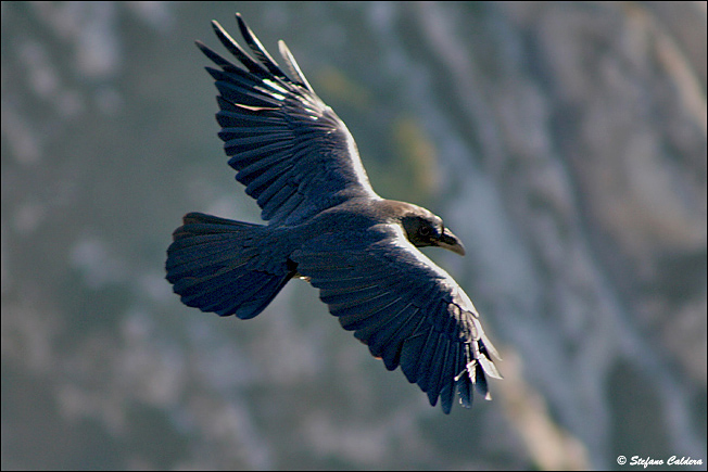 Gracchio alpino / Pyrrhocorax graculus