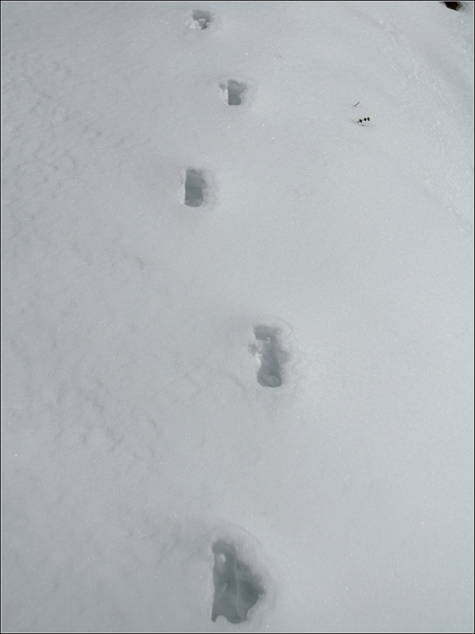 Impronte nella neve