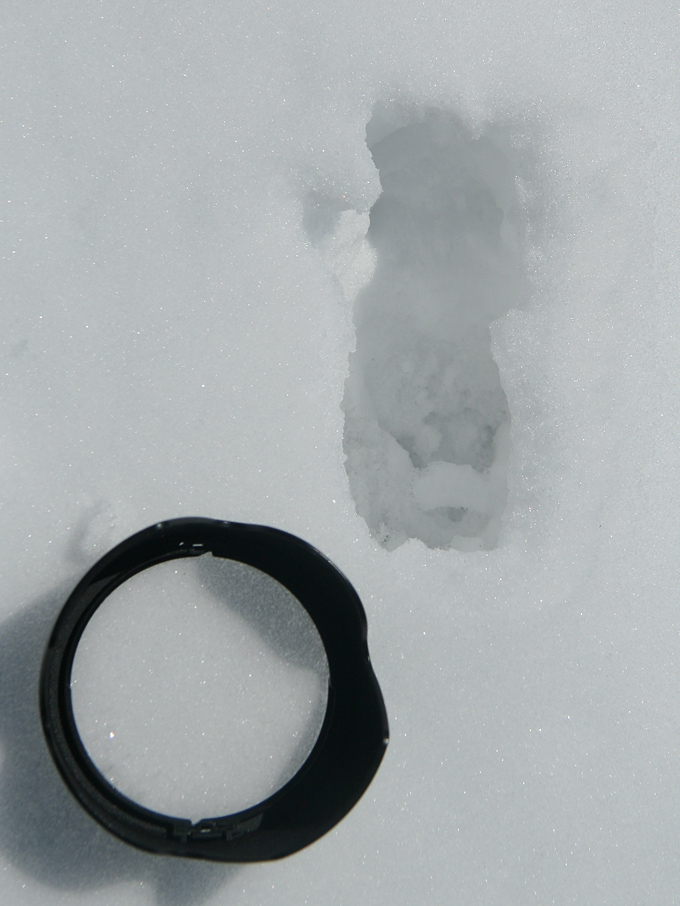 Impronte nella neve