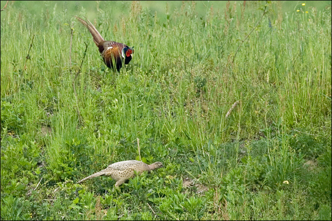 Avifauna humor