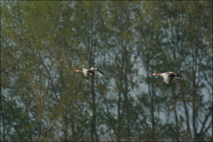 Piccolo reportage dal Neusiedler See