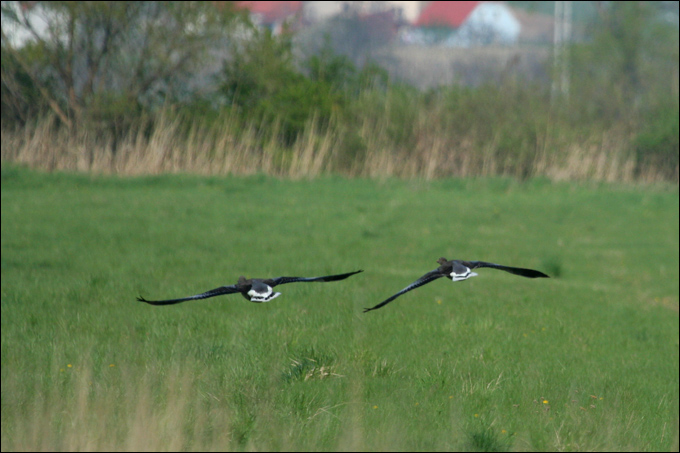 Piccolo reportage dal Neusiedler See