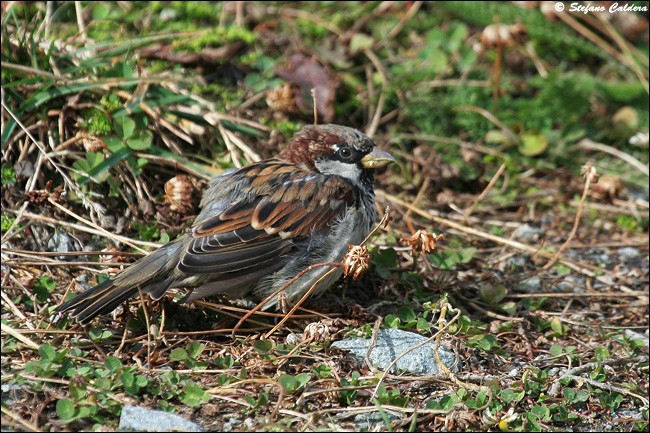 Passera oltremontana - Passer domesticus