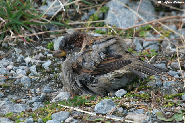 Passera oltremontana - Passer domesticus