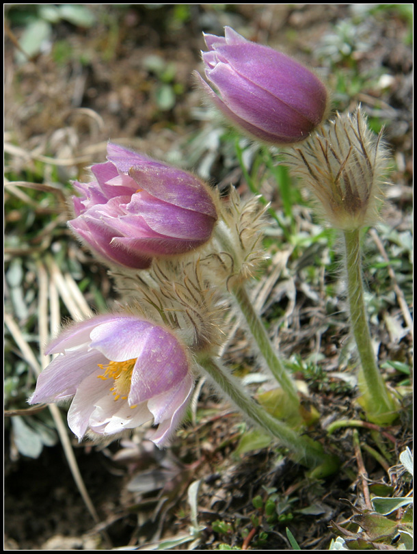 Pulsatilla vernalis / Anemone primaverile