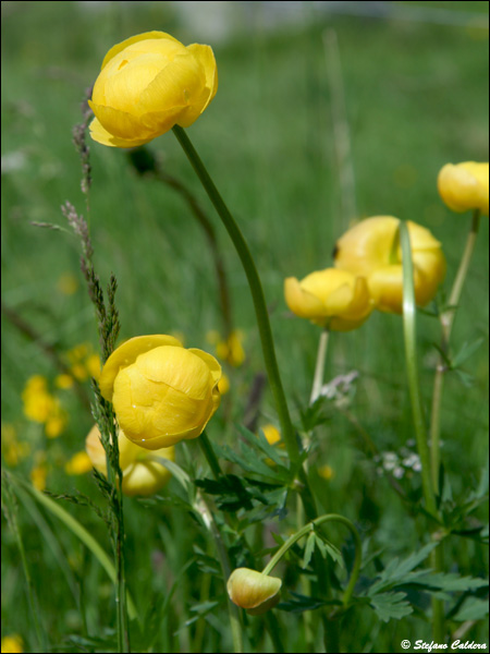 Val Roseg e Chamanna Tschierva [Bernina]