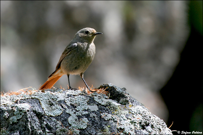 Val Roseg e Chamanna Tschierva [Bernina]