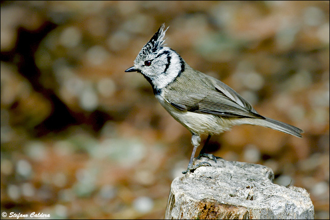 Val Roseg e Chamanna Tschierva [Bernina]