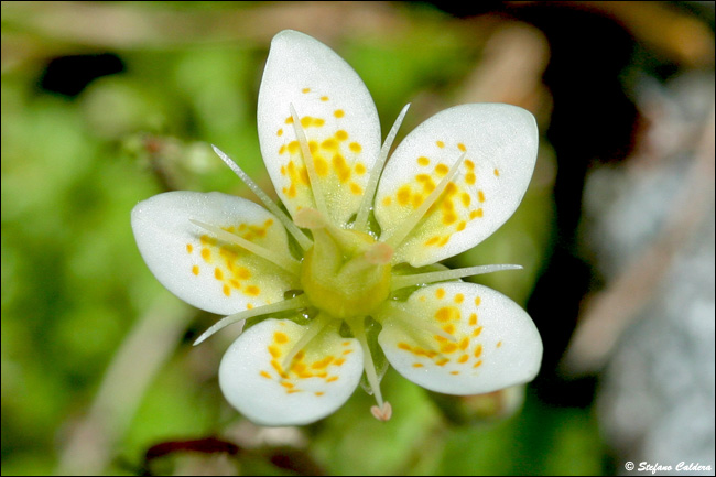 Val Roseg e Chamanna Tschierva [Bernina]