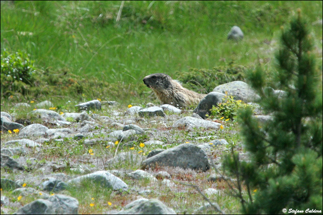 Val Roseg e Chamanna Tschierva [Bernina]