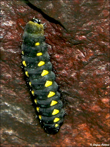 Val Roseg e Chamanna Tschierva [Bernina]