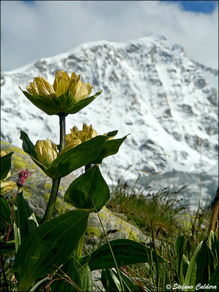 Val Roseg e Chamanna Tschierva [Bernina]