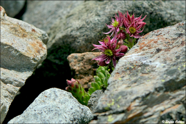 Val Roseg e Chamanna Tschierva [Bernina]