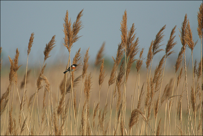 Piccolo reportage dal Neusiedler See