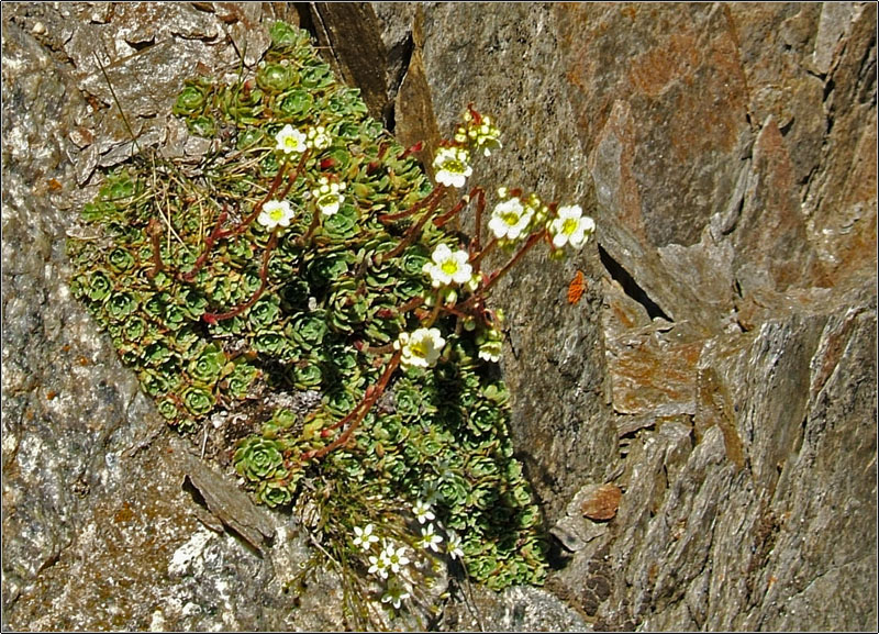 Saxifraga paniculata / Sassifraga alpina