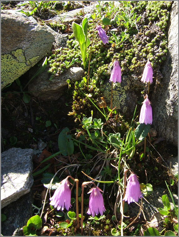 Soldanella alpina e le altre specie di Soldanella