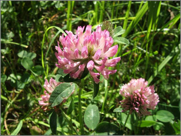 Trifolium pratense / Trifoglio pratense