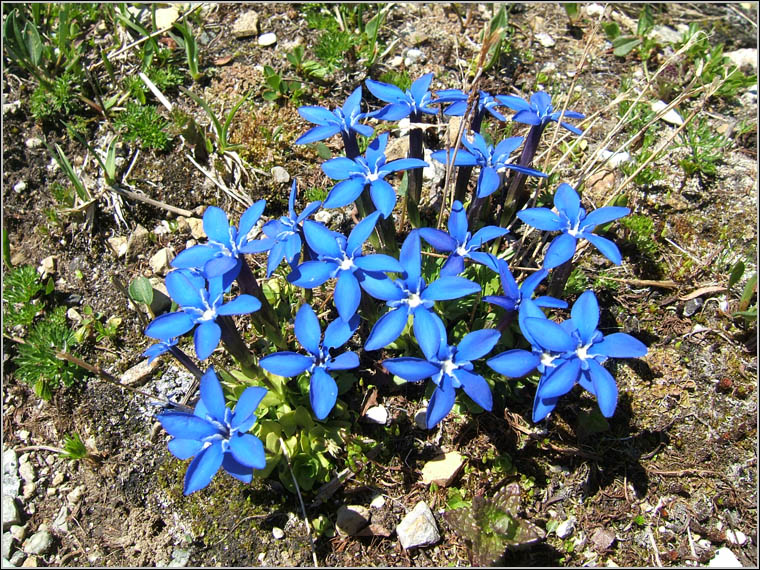 Gentiana bavarica / Genziana della Baviera